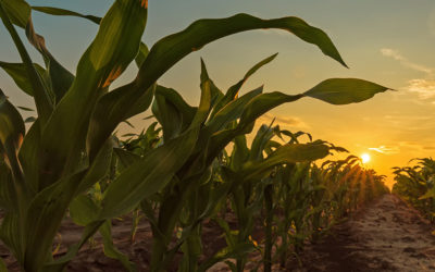PLANT-BASED SOURCING: HOW WE MEASURE INSITE’S IMPACT