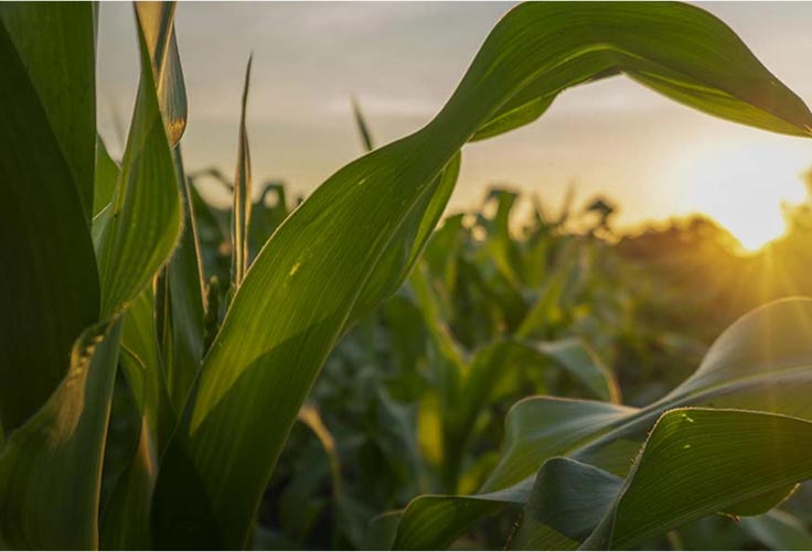 Cornfield Cornfield